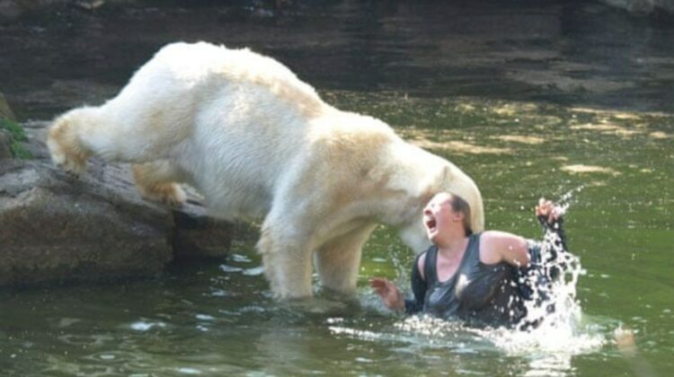 Polar-bear-attack-A-woman-004-1-750x420